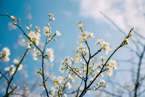 ai gegenereerd een Afdeling met wit bloem tegen een blauw lucht foto