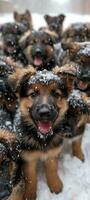 ai gegenereerd veel Duitse herder puppy's spelen in de sneeuw foto