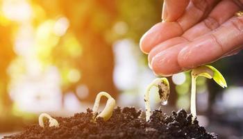 landbouw plant zaaien groeiend stap concept in de tuin foto