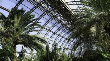 mooi groen arboretum in de park met groot glas ramen en verschillend planten. voorraad filmmateriaal. kas met cactussen, palm bomen en andere groen Aan blauw lucht achtergrond. foto