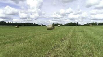 antenne visie van zomer groen velden met hooibergen. schot. landelijk landschap met droog hooibergen Aan groen gras veld- omringd door pijnboom boom Woud Aan bewolkt lucht achtergrond. foto