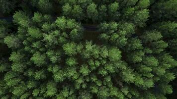 visie van de Woud van helikopters. klem. enorm, hoog groen bomen in de Woud De volgende naar de weg foto