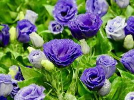 blauw roos, verlicht Purper lavendel bloemen zwaaien in de wind. steadicam schot van paars lavendel bloeiend bloemen, verbijsterend lavendel veld- landschap foto