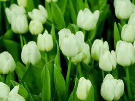 wit tulpen detailopname, tuinen bloeiend voorjaar bloemen, kleurrijk tulpen foto