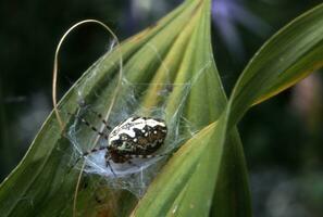 een spin met een web Aan zijn terug foto