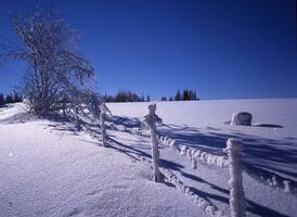 een hek gedekt in sneeuw en een boom in de sneeuw foto