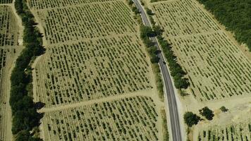 antenne visie van groen veld- met veel rijen van groeit planten in de buurt de versmallen weg en struiken. schot. top visie van agrarisch Oppervlakte en landbouw landt. foto