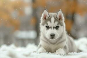 ai gegenereerd een schattig Siberisch schor puppy foto