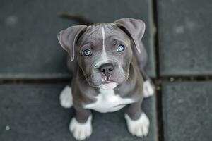 ai gegenereerd nationaal puppy dag met schattig rasecht blauw neus- Amerikaans pesten puppy foto