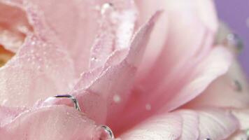 mooi roos bloemblaadjes in de watervoorraad filmmateriaal. een helder bloem dat heeft een veel van bubbels in de water. foto