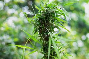 verse groene medicinale plant cannabis bloeiend op onscherpe achtergrond close-up, marihuanaplant met vroege bloemen foto