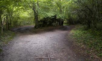 diep pad in het bos foto