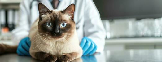 ai gegenereerd generatief ai, schattig kat wezen onderzocht door professioneel dierenarts in dierenarts kliniek foto