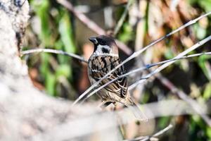 poassero vogel zat op een tak foto