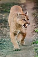 cougar, een mooi roofdier en een inwoner van de dierentuin, een gevaarlijk dier. foto