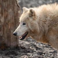 dierenleven in een dierentuin, witte en roofzuchtige wolven. foto