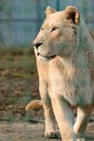 zeldzame en bedreigde soorten witte leeuwen, dierentuin en dierenleven erin. foto