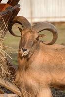 manenram eet hooi, een dier in de dierentuin. foto