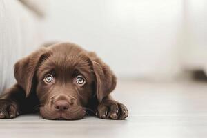 ai gegenereerd aanbiddelijk bruin puppy Aan wit achtergrond foto