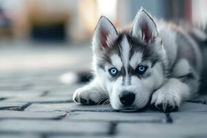 ai gegenereerd een schattig Siberisch schor puppy foto