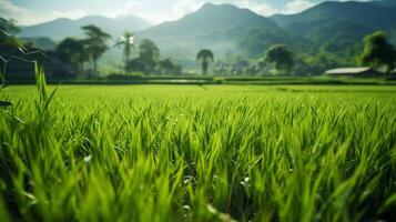 ai gegenereerd rijst- rijstveld natuur achtergrond foto
