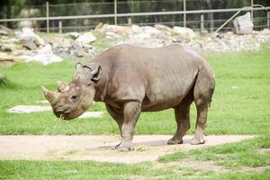 dubbo, australië, 4 januari 2017 - zwarte neushoorn uit de dierentuin van taronga western vlaktes in dubbo. deze stadsdierentuin werd geopend in 1916 en heeft nu meer dan 4000 dieren foto