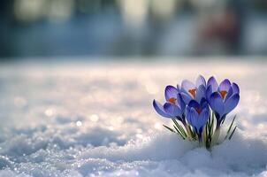 ai gegenereerd blauw krokus bloeiend Aan besneeuwd wit foto