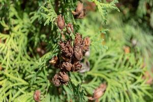 thuja kegels Aan de takken tussen de groen gebladerte van de boom. foto