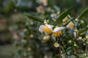 onder de zon staan theebloemen met witte bloemblaadjes en gele bloemkernen in het wilde theebos foto