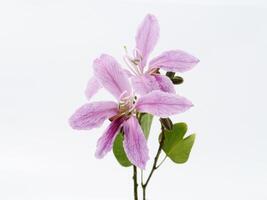 bauhinia purpurea bloem foto
