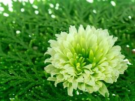 dichtbij omhoog chrysant bloem. foto