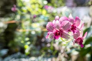 Purper orchidee in tuin en groen blad foto