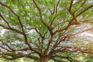 groot regen boom met Afdeling vergroten boom van Thailand voor structuur en kopiëren ruimte foto