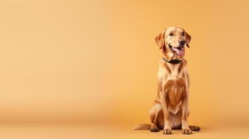 ai gegenereerd gelukkig gouden retriever zittend Aan een warm oranje achtergrond foto