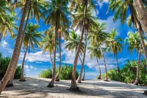 vakantie strand Aan Maldiven eiland. tropisch banier met palmen en zonnig blauw lucht foto