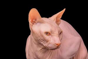 sphynx kat Aan een zwart achtergrond isoleren. huisdier studio foto. foto