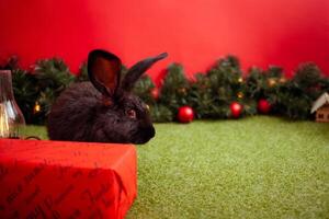 zwart konijn symbool 2023 Chinese kalender, nieuw jaar groet, Kerstmis kaart, kopiëren ruimte voor tekst, rood achtergrond. mooi haas Aan banier, versierd Kerstmis boom foto