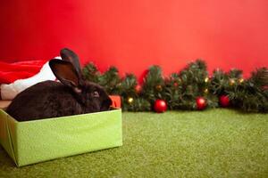 zwart konijn symbool 2023 Chinese kalender, nieuw jaar groet, Kerstmis kaart, kopiëren ruimte voor tekst, rood achtergrond. mooi haas Aan banier, versierd Kerstmis boom. in doos. foto