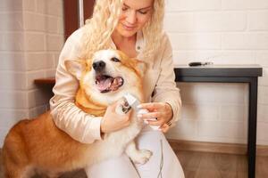 vrouw bezuinigingen honden klauwen, bruin corgi, schattig. huisdier zorg, liefde. schaar, klipper, elektrisch trimmen foto