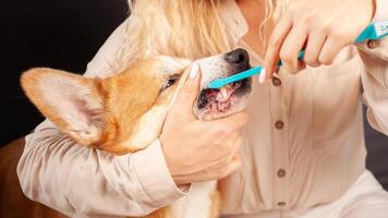 vrouw borstels honden tanden met tandenborstel, nemen zorg van mondeling holte, zorgzaam voor huisdieren, liefde. cariës. foto