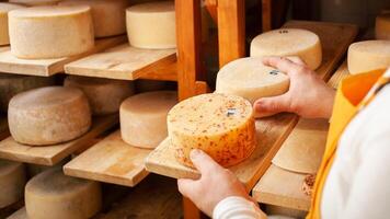 mannelijk, Mens kaas maker zakenman, individu ondernemer, cheques kaas in kelder, kelder. kaas hoofd rijpt Aan houten planken, werkwijze van produceren eigengemaakt. cirkel. foto