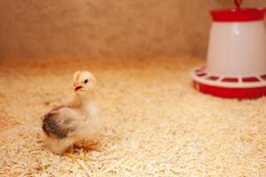 klein kip in kip hok, zaagsel afval, vogel fokken, concept van ecologisch. eenzaam kuiken. foto