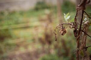 slecht oogst, verrot groenten, droogte. concept van wereld honger, voedsel crisis. globaal opwarming leeg ruimte voor tekst. foto