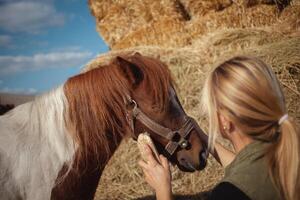 mooi vrouw reinigt paard met borstel, authentiek atmosfeer van boerderij, gevlekte pony liefdes meester. portret. foto