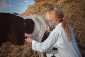 vrouw dierenarts inspecteert paard, gevlekte pony, een authentiek atmosfeer. luisteren. foto