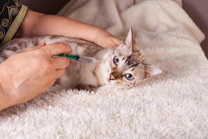 een ouderen vrouw geeft een geneeskunde in een injectiespuit een wit tijger Bengalen kat foto