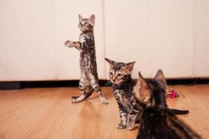 bruin weinig Bengaals luipaard tijger kittens Speel in de appartement foto