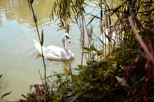 zwaan eet riet door de oever, zwanen dineren foto