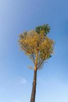 omhoog kijkend naar de bomen onder de blauwe lucht, de helft van de bladeren is geel en de helft groen foto