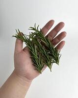 hand- Holding rozemarijn, salvia roosmarinus, rosmarinus officinalis. botanisch kruid kruid bladeren gebruikt voor Koken, maken zepen, of andere kunstmatig doeleinden. rauw groente geïsoleerd Aan duidelijk achtergrond. foto